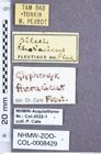 Etikette zu Glyphonyx thoracicus (Fleutiaux, 1918) (NHMW-ZOO-COL-0008429)